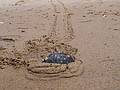 June 22, 2013 - Audubon's Wellfleet Bay Wildlife Sanctuary, Cape Cod, Massachusetts.