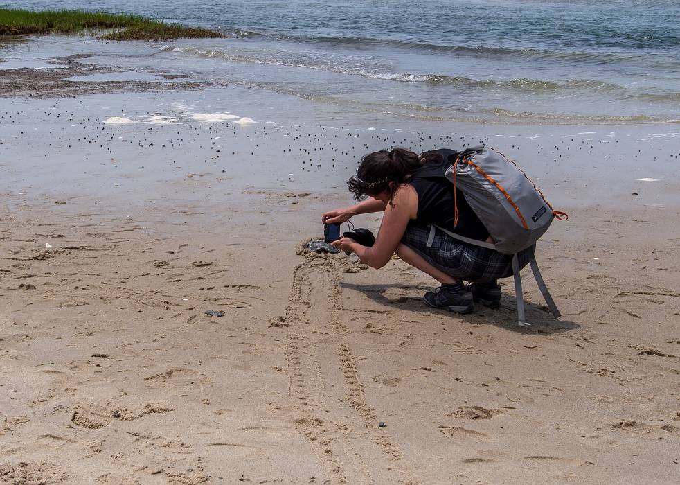 June 22, 2013 - Audubon's Wellfleet Bay Wildlife Sanctuary, Cape Cod, Massachusetts.