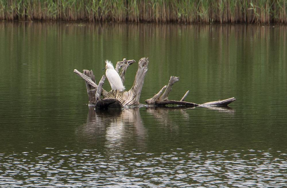 June 22, 2013 - Audubon's Wellfleet Bay Wildlife Sanctuary, Cape Cod, Massachusetts.