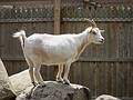 Goat.<br />June 28, 2013 - Smolak Farms, North Andover, Massachusetts.