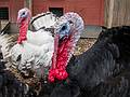 Turkeys.<br />June 28, 2013 - Smolak Farms, North Andover, Massachusetts.
