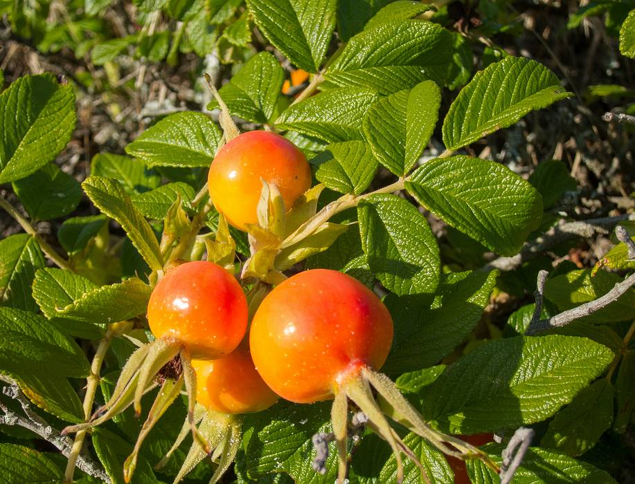 Rose hips.<br />July 30, 2013 - Sandy Point State Reservation, Plum Island, Massachusetts.