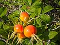 Rose hips.<br />July 30, 2013 - Sandy Point State Reservation, Plum Island, Massachusetts.