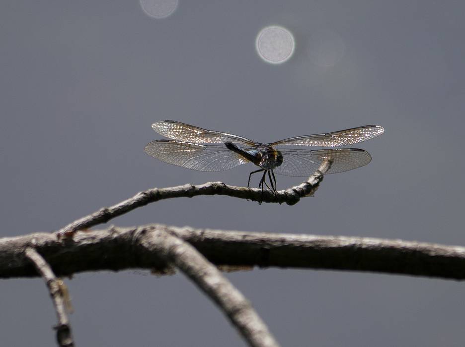 Dragon fly.<br />July 31, 2013 - Maudslay State Park, Newburyport, Massachusetts.