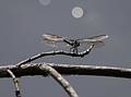 Dragon fly.<br />July 31, 2013 - Maudslay State Park, Newburyport, Massachusetts.
