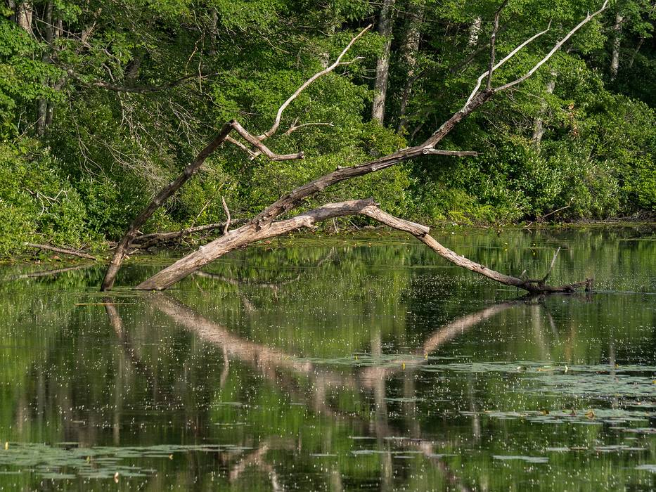 Artichoke Reservoir.<br />July 31, 2013 - Maudslay State Park, Newburyport, Massachusetts.