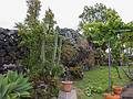 In the garden at the back of the house.<br />July 2, 2013 - At Melody and Sati's in Livramento, Sao Miguel, Azores, Portugal.