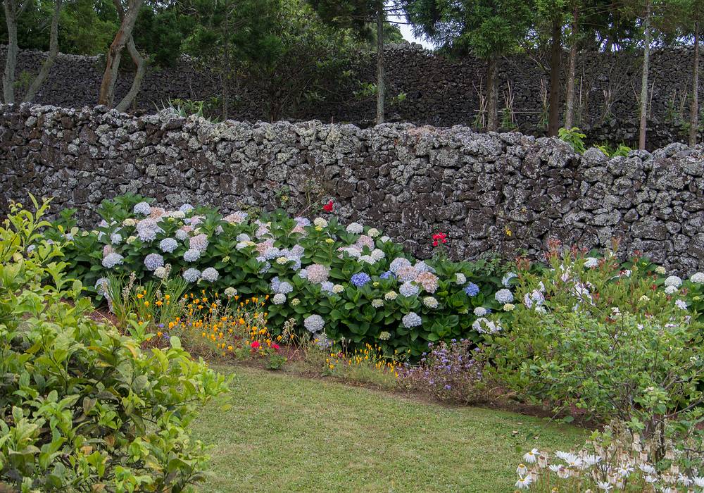 View of neighbors garden from the garden at the back of the house.<br />July 2, 2013 - At Melody and Sati's in Livramento, Sao Miguel, Azores, Portugal.