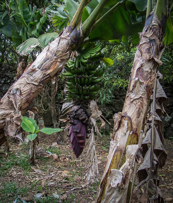 Banana tree in the garden at the back of the house.<br />July 2, 2013 - At Melody and Sati's in Livramento, Sao Miguel, Azores, Portugal.