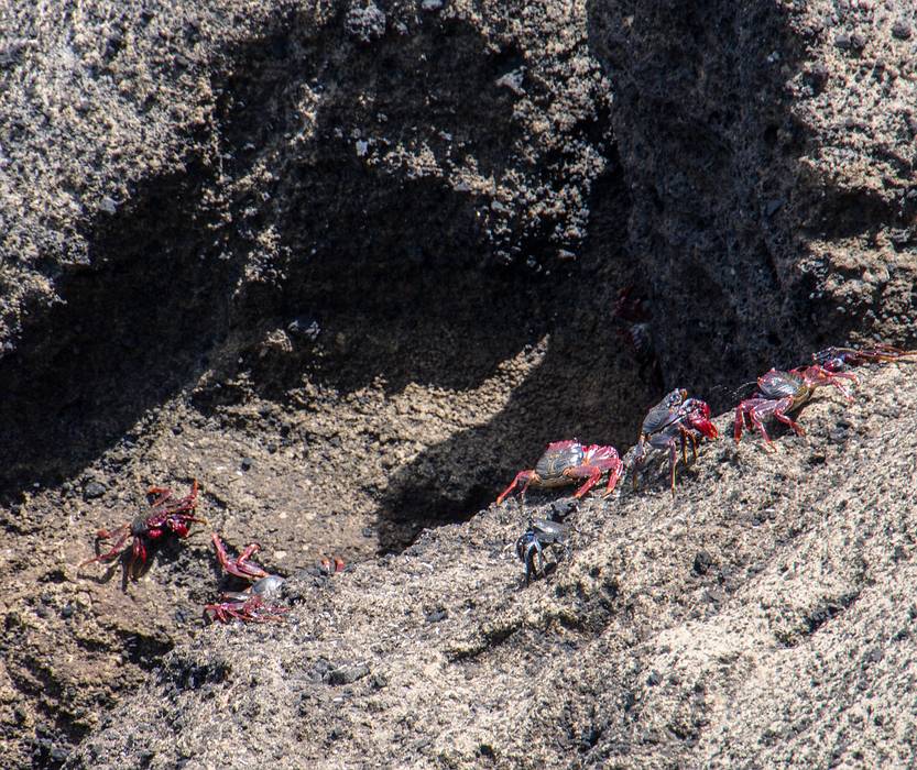 Realistic crabs.<br />July 10, 2013 - On island off Vila Franca do Campo, Sao Miguel, Azores, Portugal.