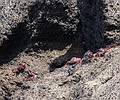 Realistic crabs.<br />July 10, 2013 - On island off Vila Franca do Campo, Sao Miguel, Azores, Portugal.