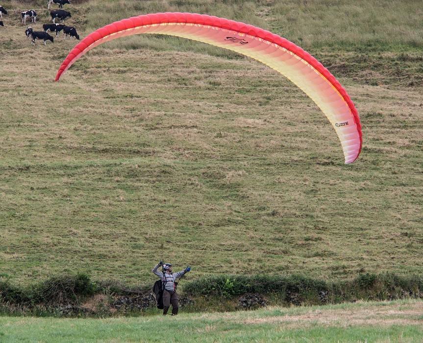 Sati just landed. The cows don't seem to care.<br />July 10, 2013 - About a mile SE of Sao Vicente Ferreira, Sao Miguel, Azores, Portugal.