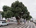 Baiba, Ronnie, and Joyce ahead.<br />Avenida Infante Dom Henrique.<br />July 10, 2013 - Ponta Delgada, Sao Miguel, Azores, Portugal.