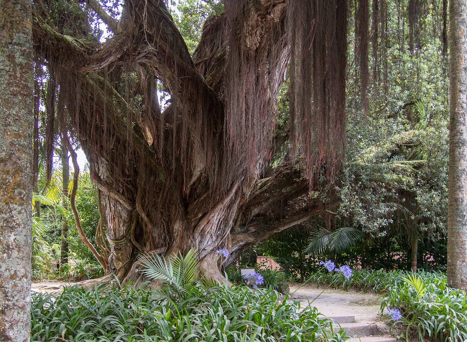 July 11, 2013 - At the Terra Nostra Gardens in Furnas, Sao Miguel, Azores, Portugal.