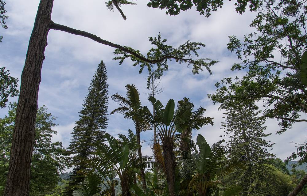 July 11, 2013 - At the Terra Nostra Gardens in Furnas, Sao Miguel, Azores, Portugal.