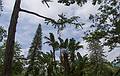 July 11, 2013 - At the Terra Nostra Gardens in Furnas, Sao Miguel, Azores, Portugal.