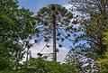 July 11, 2013 - At the Terra Nostra Gardens in Furnas, Sao Miguel, Azores, Portugal.