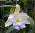 July 11, 2013 - At the Terra Nostra Gardens in Furnas, Sao Miguel, Azores, Portugal.