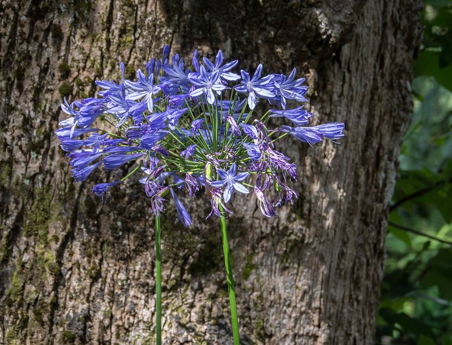 July 11, 2013 - At the Terra Nostra Gardens in Furnas, Sao Miguel, Azores, Portugal.