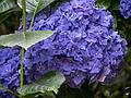 July 11, 2013 - At the Terra Nostra Gardens in Furnas, Sao Miguel, Azores, Portugal.