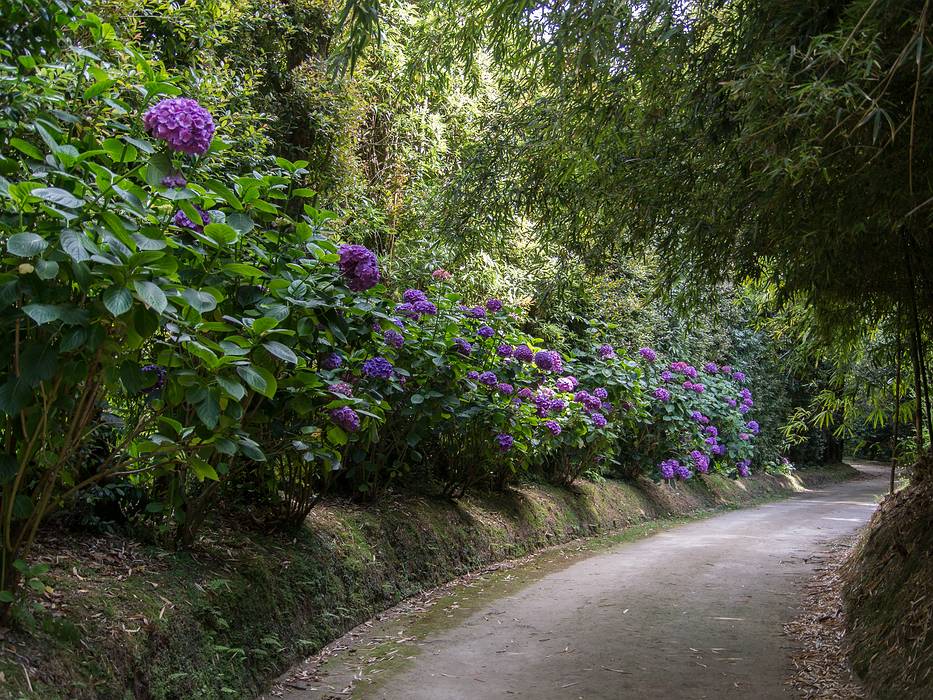 July 11, 2013 - At the Terra Nostra Gardens in Furnas, Sao Miguel, Azores, Portugal.