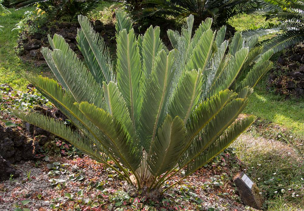 July 11, 2013 - At the Terra Nostra Gardens in Furnas, Sao Miguel, Azores, Portugal.