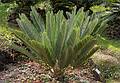July 11, 2013 - At the Terra Nostra Gardens in Furnas, Sao Miguel, Azores, Portugal.