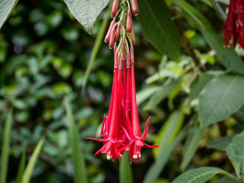 July 11, 2013 - At the Terra Nostra Gardens in Furnas, Sao Miguel, Azores, Portugal.