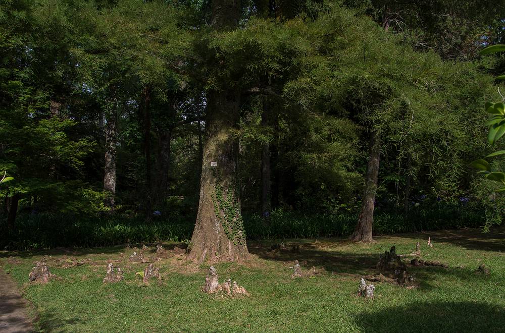 July 11, 2013 - At the Terra Nostra Gardens in Furnas, Sao Miguel, Azores, Portugal.