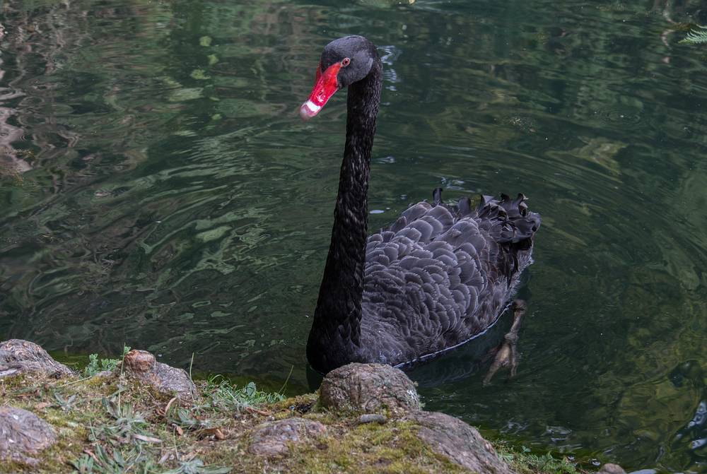 July 11, 2013 - At the Terra Nostra Gardens in Furnas, Sao Miguel, Azores, Portugal.