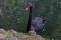July 11, 2013 - At the Terra Nostra Gardens in Furnas, Sao Miguel, Azores, Portugal.