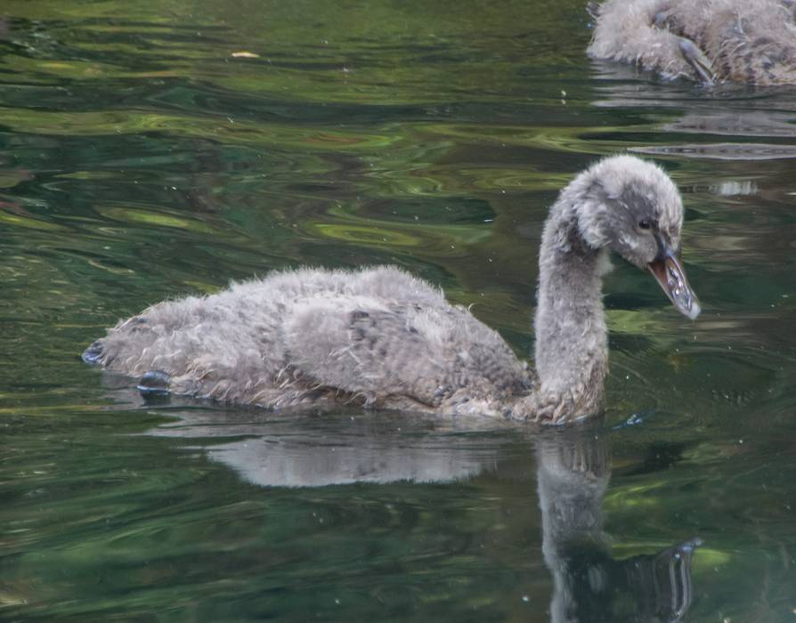 The ugly duckling - a yound black swan.<br />July 11, 2013 - At the Terra Nostra Gardens in Furnas, Sao Miguel, Azores, Portugal.