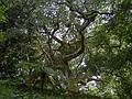 July 11, 2013 - At the Terra Nostra Gardens in Furnas, Sao Miguel, Azores, Portugal.