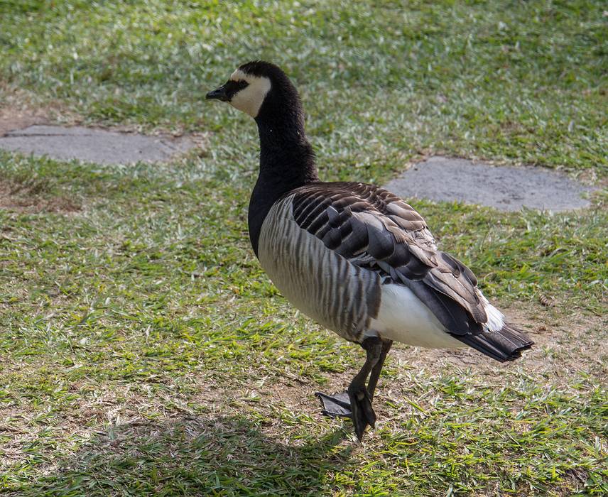 Barnacle goose.<br />July 11, 2013 - At the Terra Nostra Gardens in Furnas, Sao Miguel, Azores, Portugal.