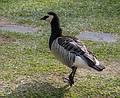 Barnacle goose.<br />July 11, 2013 - At the Terra Nostra Gardens in Furnas, Sao Miguel, Azores, Portugal.