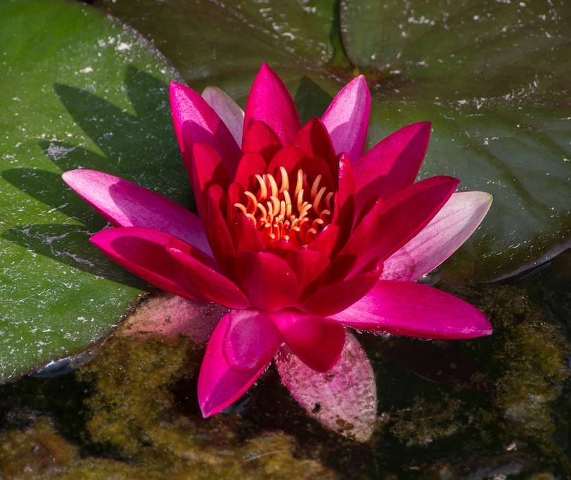 Water lily.<br />July 11, 2013 - At the Terra Nostra Gardens in Furnas, Sao Miguel, Azores, Portugal.