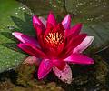Water lily.<br />July 11, 2013 - At the Terra Nostra Gardens in Furnas, Sao Miguel, Azores, Portugal.