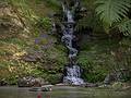 July 11, 2013 - At the Terra Nostra Gardens in Furnas, Sao Miguel, Azores, Portugal.