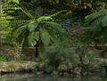 July 11, 2013 - At the Terra Nostra Gardens in Furnas, Sao Miguel, Azores, Portugal.