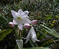 July 11, 2013 - At the Terra Nostra Gardens in Furnas, Sao Miguel, Azores, Portugal.