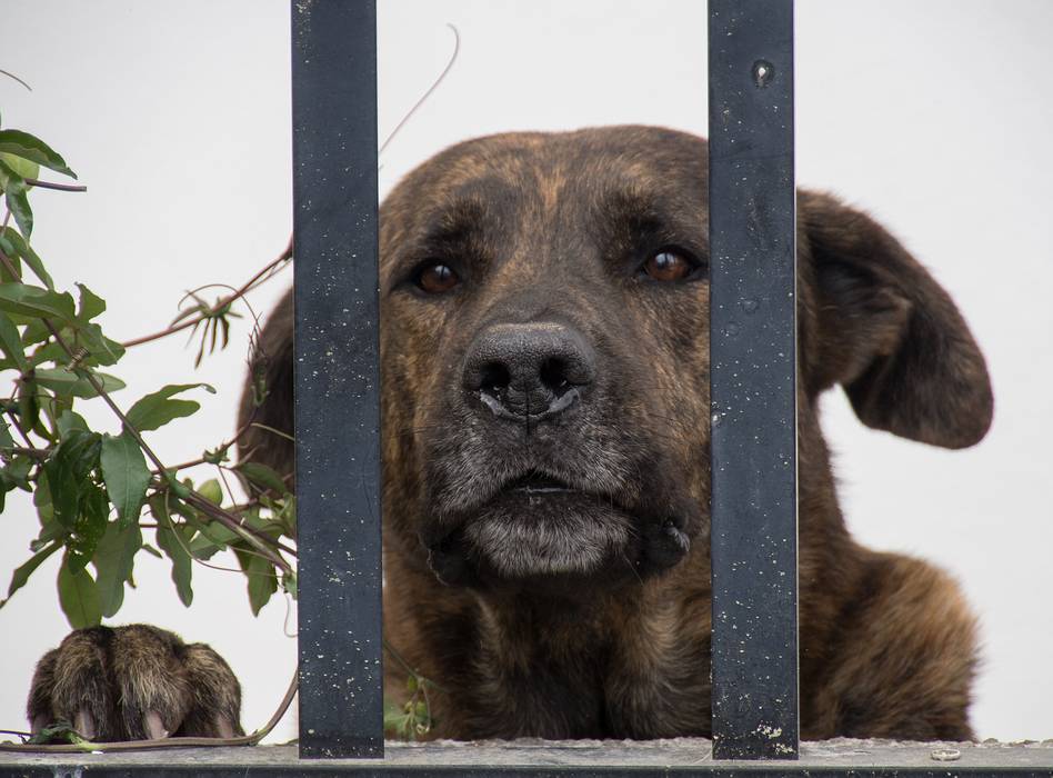 This dog didn't like us. Fortunately, it was behind bars.<br />July 11, 2013 - Furnas, Sao Miguel, Azores, Portugal.