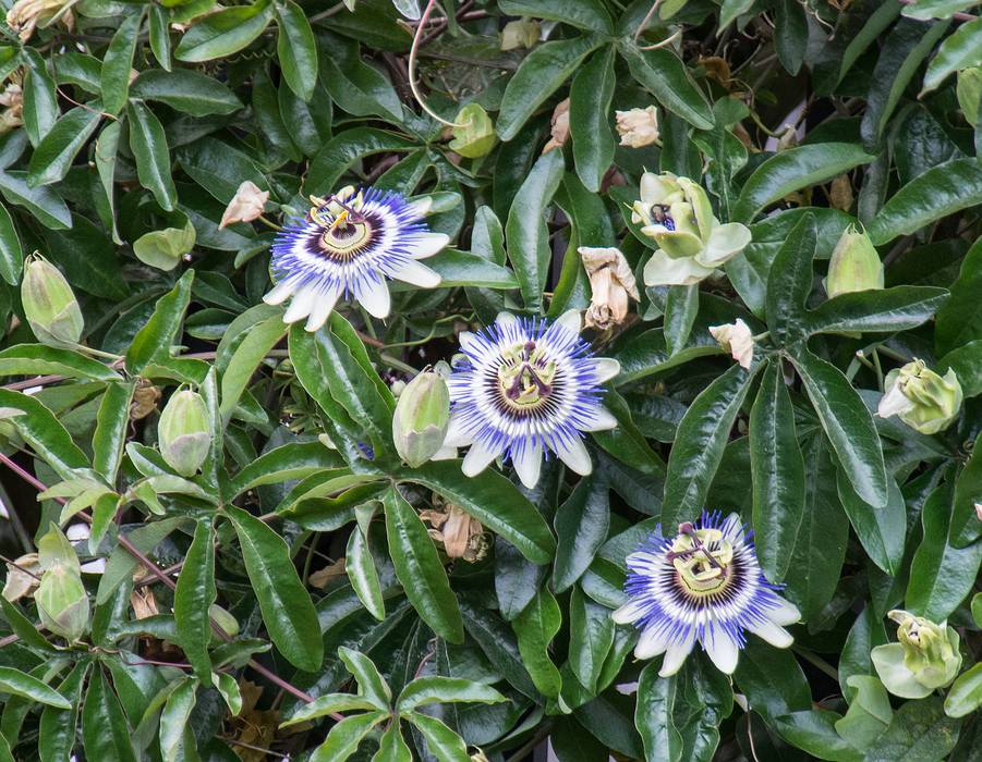 Unusual flowers.<br />July 11, 2013 - Furnas, Sao Miguel, Azores, Portugal.