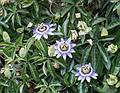 Unusual flowers.<br />July 11, 2013 - Furnas, Sao Miguel, Azores, Portugal.