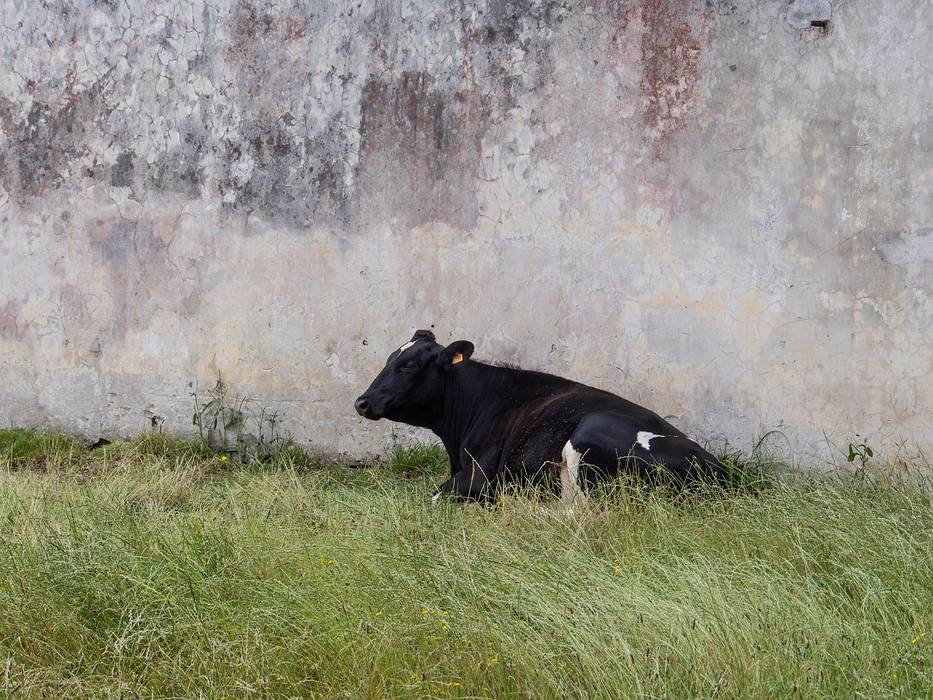 Cow in empty lot in downtown Lagoa.<br />July 12, 2013 - Lagoa, Sao Miguel, Azores, Portugal.