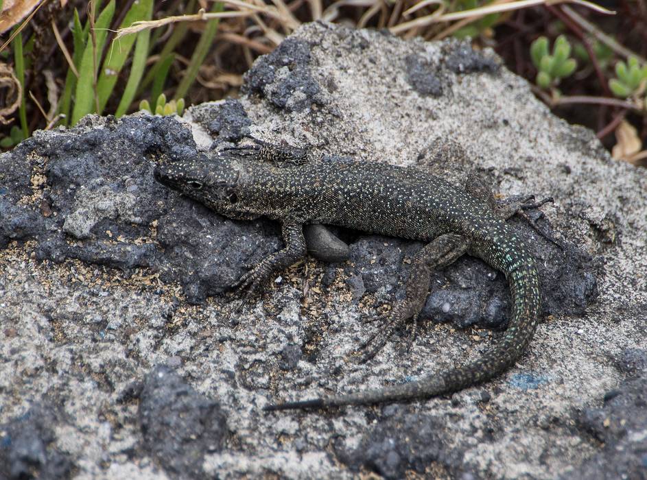 The lizard being observed.<br />July 12, 2013 - Lagoa, Sao Miguel, Azores, Portugal.