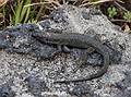 The lizard being observed.<br />July 12, 2013 - Lagoa, Sao Miguel, Azores, Portugal.