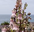 July 12, 2013 - At the Tuka-Tula Bar, Santa Barbara Beach, Sao Miguel, Azores, Portugal.