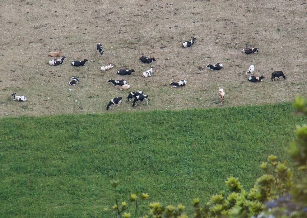 Cows inside the crater.<br />July 13, 2013 - Hike along rim of crater at Sete Cidades, Sao Miguel, Azores, Portugal.