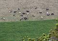Cows inside the crater.<br />July 13, 2013 - Hike along rim of crater at Sete Cidades, Sao Miguel, Azores, Portugal.