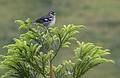 Azorean Bullfinch.<br />July 13, 2013 - Hike along rim of crater at Sete Cidades, Sao Miguel, Azores, Portugal.